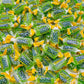 Jolly Rancher Hard Candy Green Apple Original Flavor 1 Lb - Bulk Bag, Individually Wrapped (74 Pieces)