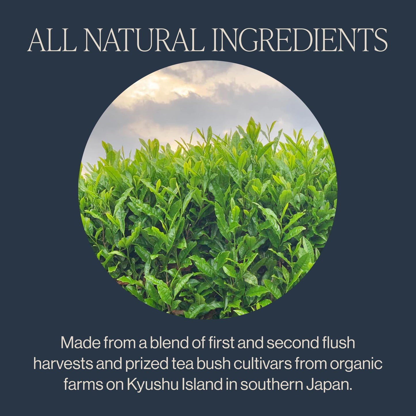 Rishi Tea Sencha Green Tea | USDA Organic Direct Trade Sachet Tea Bags  Certified Kosher Caffeinated Japanese Green Tea | 15 Count (Pack of 6)