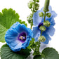 Dried Blue Mallow Flowers - 100% Natual Malva Sylvestris, Net Weight: 0.5Oz / 15G - Color-Changing Blue Herbal Tea