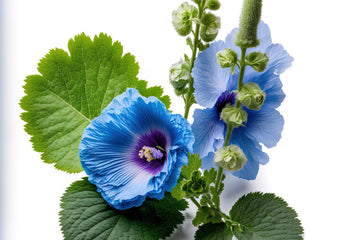 Dried Blue Mallow Flowers - 100% Natual Malva Sylvestris, Net Weight: 0.5Oz / 15G - Color-Changing Blue Herbal Tea