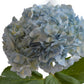 Kabloom Flowers - 15 Blue Hydrangeas (Farm-Fresh, Naturally Colored, Enhanced Quality) - Gift For Birthday, Sympathy, Anniversary, Get Well, Thank You, Valentine, Mother’S Day Fresh Flowers