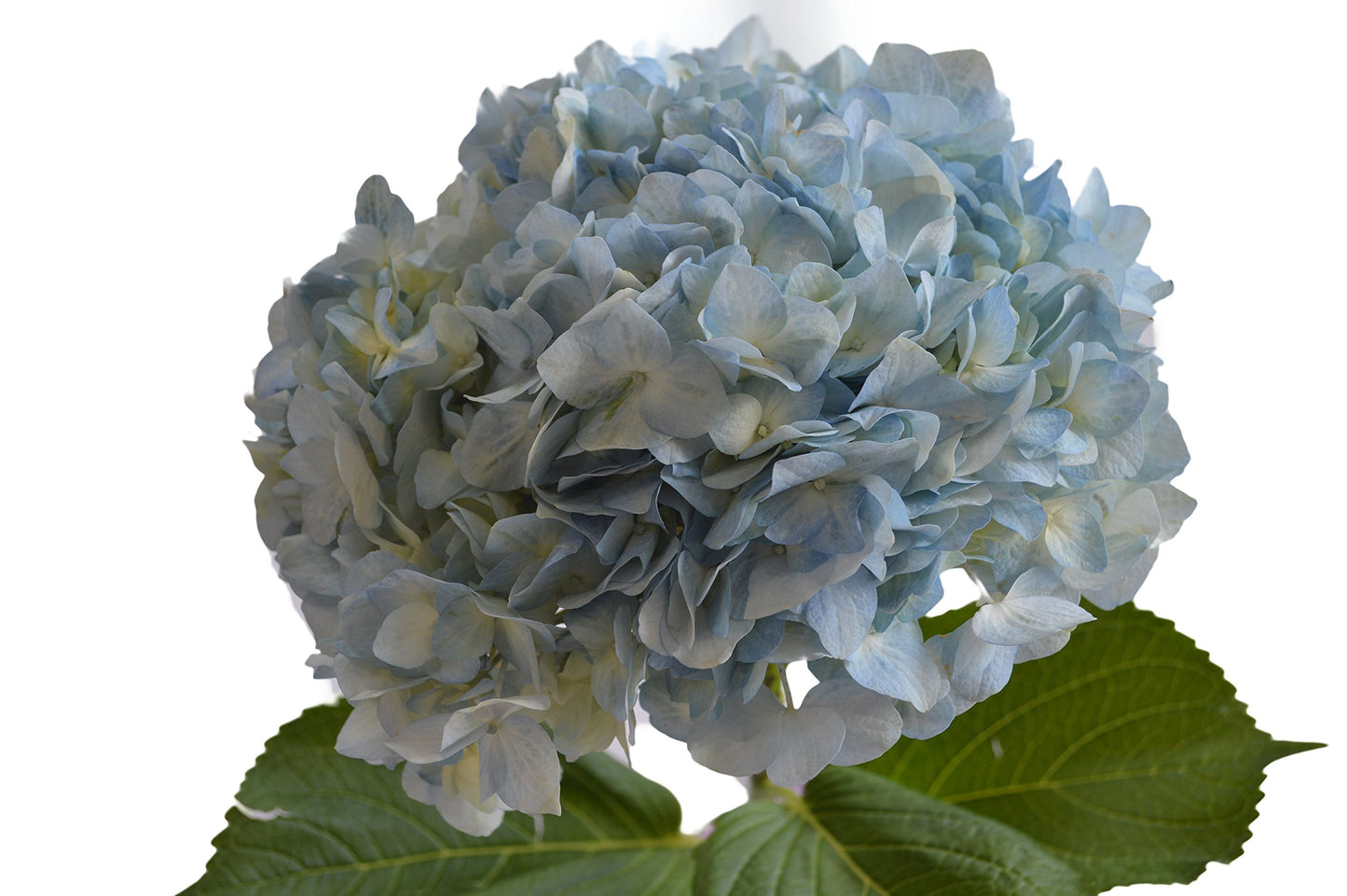 Kabloom Flowers - 15 Blue Hydrangeas (Farm-Fresh, Naturally Colored, Enhanced Quality) - Gift For Birthday, Sympathy, Anniversary, Get Well, Thank You, Valentine, Mother’S Day Fresh Flowers