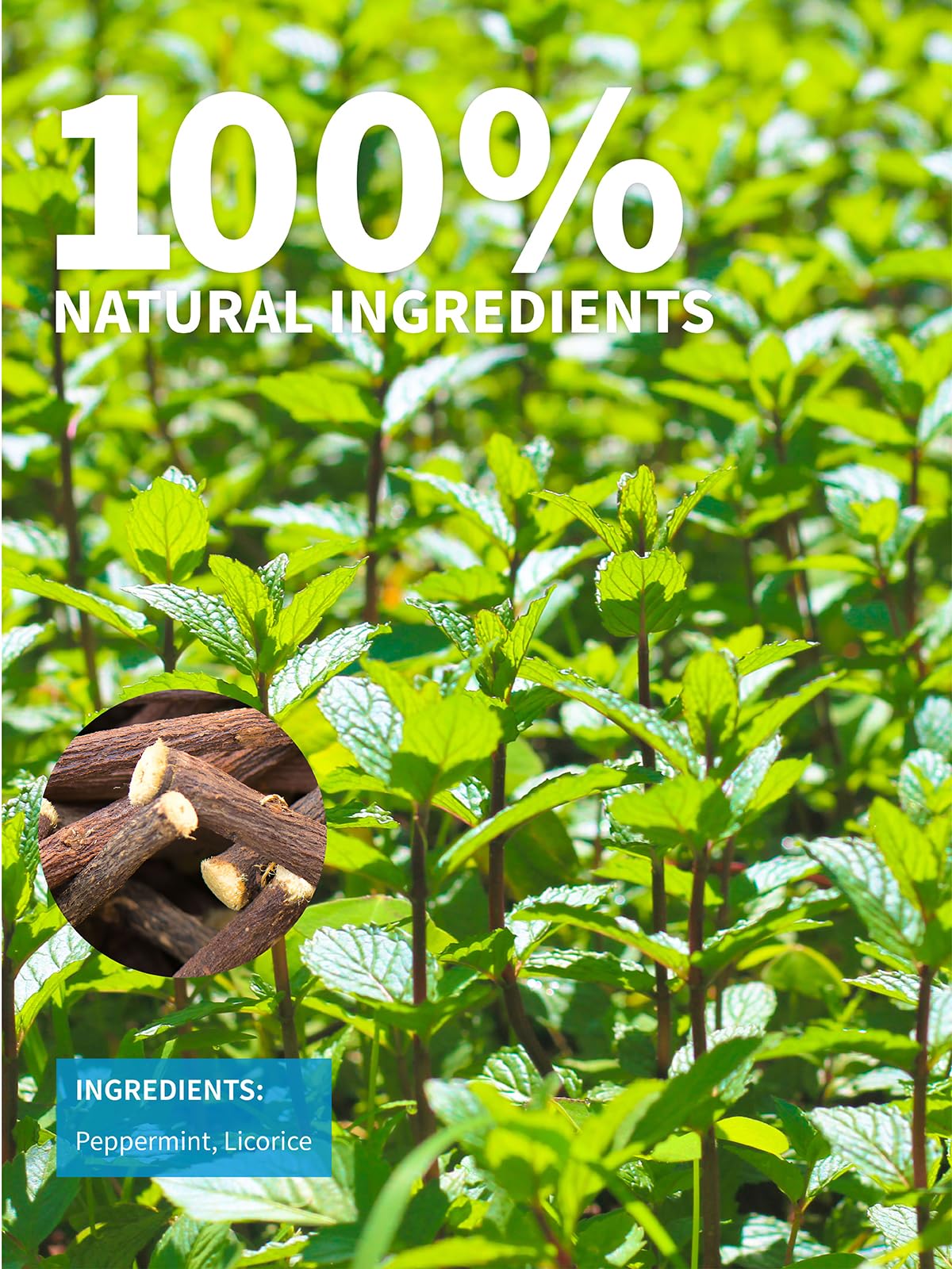TeeLux Licorice Peppermint Tea, Caffeine Free, 100 Count, Natural Soothing Peppermint with Sweet Licorice Root