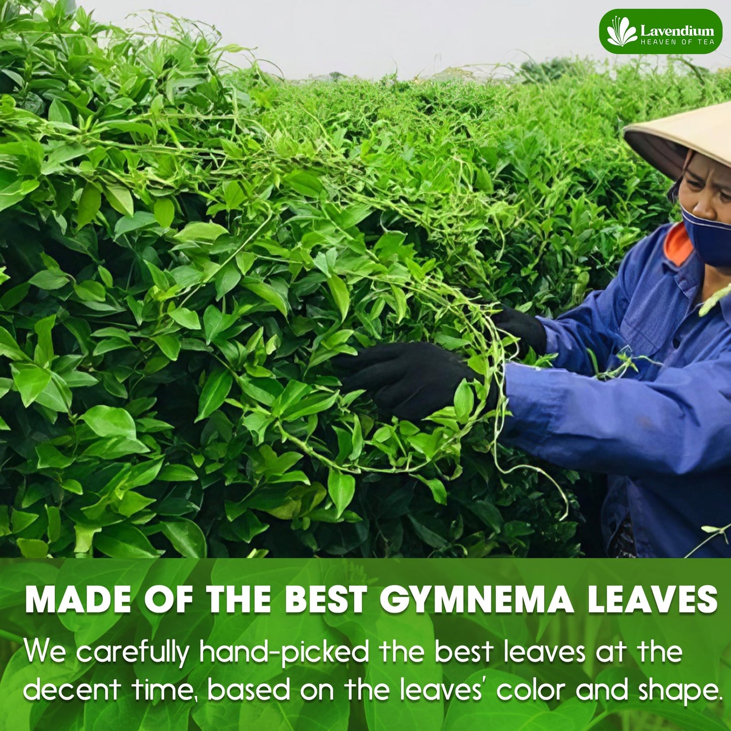 Lavendium Gymnema Leaf Tea Bags, 100% Natural, Vegan, 60 Count, Cold-Dried for Freshness and Nutrient Retention