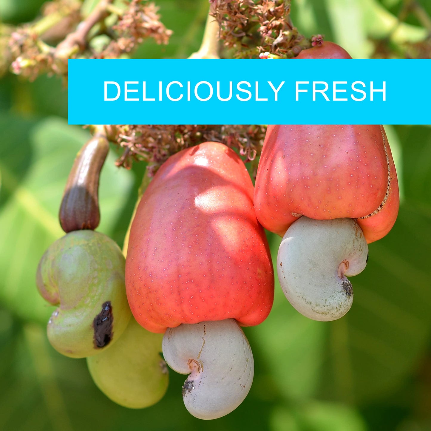 Cashews Roasted Salted - 32 Oz 2 Lbs | Whole Cashew Nut | Healthy Protein Snack | Natural Keto & Vegan Diet Friendly | Great For Cooking, Baking, Salads | Kosher | Jaybees Nuts
