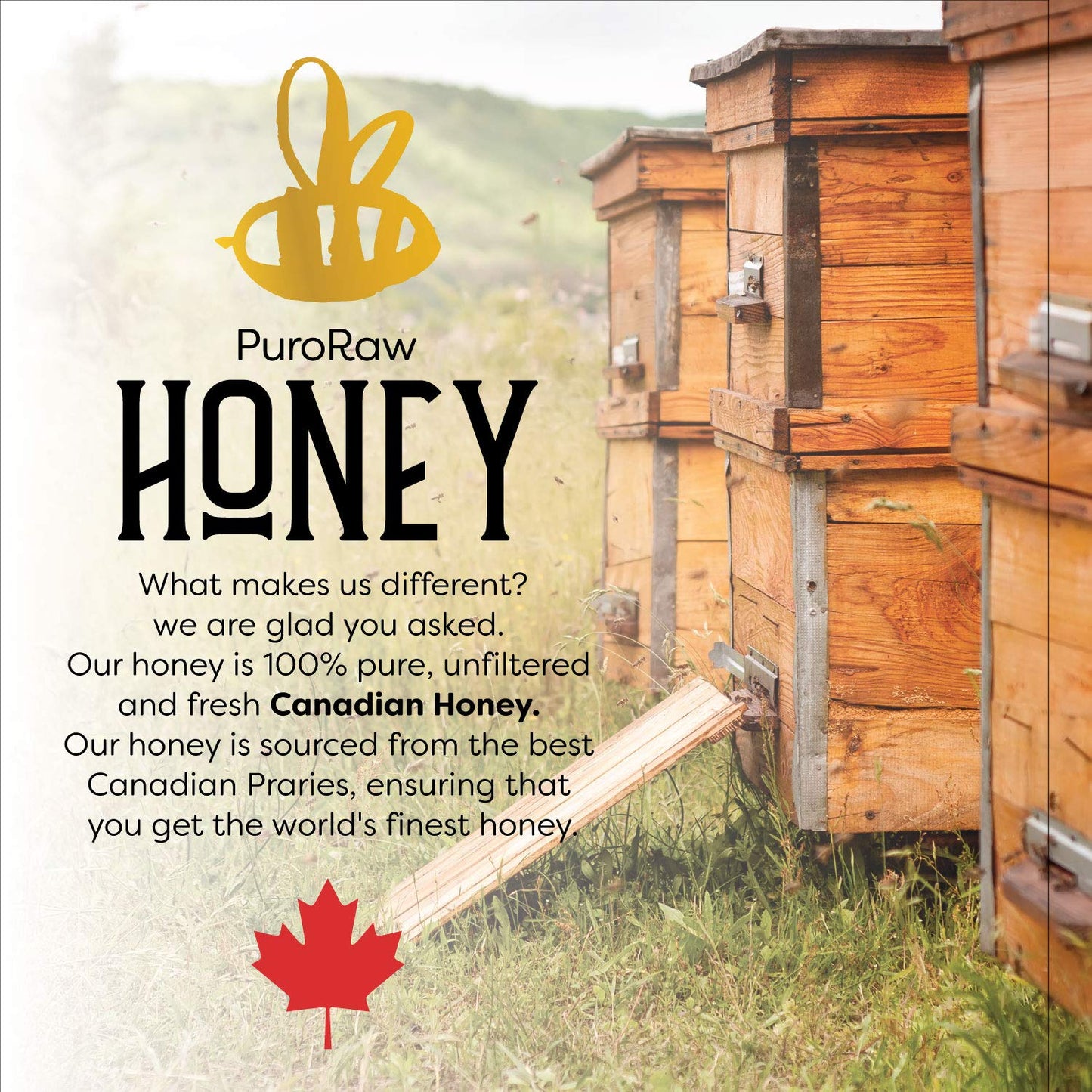 Raw Honey, 2.2 lb. White Honey, Raw Unfiltered Honey, Pure Honey, Natural Honey Raw Unfiltered, White Raw Honey from the Canadia