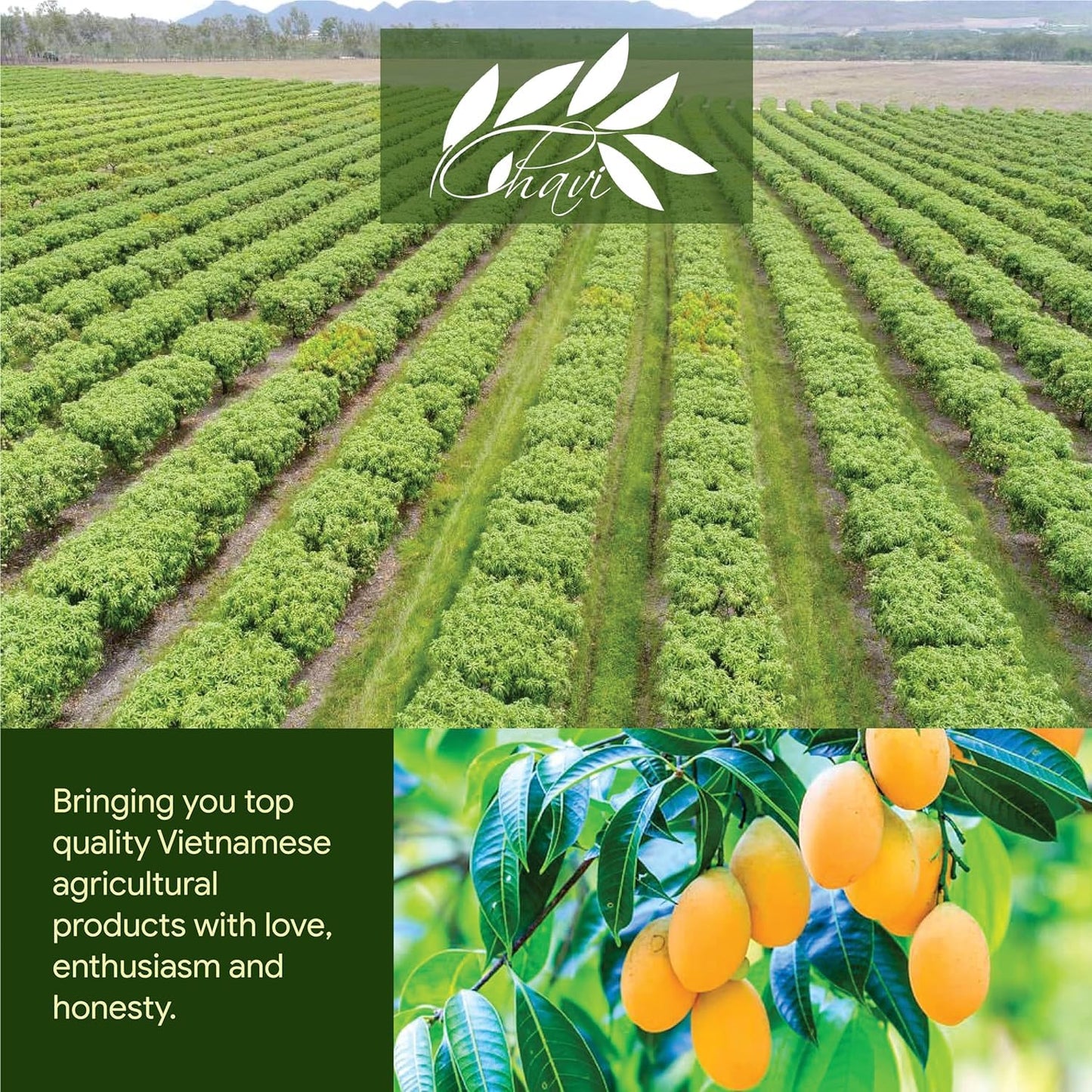 CHAVI Dried Mango - Naturally Sweet, No Added Sugars, Vegan, Non-GMO, Gluten-Free, 14 oz