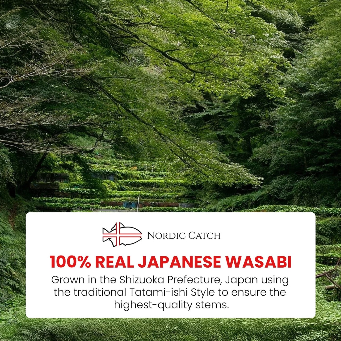 Nordic Catch Fresh Japanese Wasabi Root with Steel Shark Grater - Full Portion - Silver