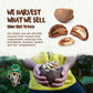Floresta em P   The True Organic Premium Brazil Nuts (15oz) Raw & Unsalted | Kosher | Non-Gmo | Certified Organic | Fresh | Vega