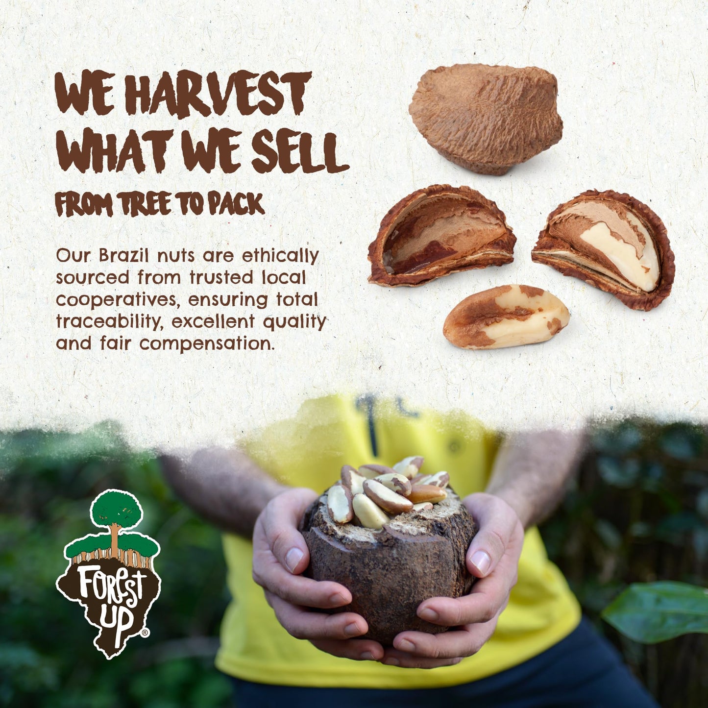 Floresta em P   The True Organic Premium Brazil Nuts (15oz) Raw & Unsalted | Kosher | Non-Gmo | Certified Organic | Fresh | Vega