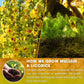 Premium Mullein Licorice Tea Bags. 100% Natural, Blend of Mullein Leaves, and Licorice Root.