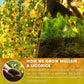 FRESHDRINKUS Premium Mullein Licorice Tea Bags, 100% Natural, Vegan, 55 Tea Bags