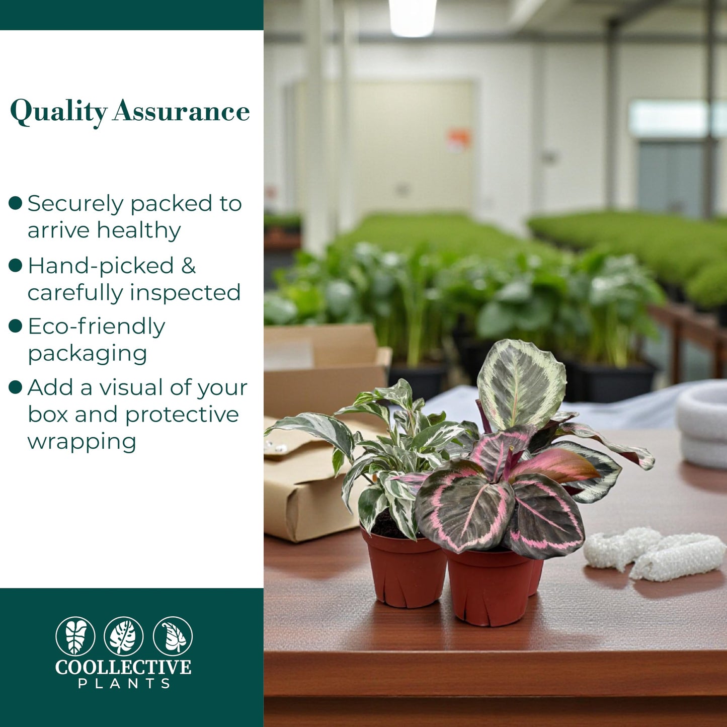 CoollectivePlants Calathea Assorted - Live Calathea Plants in 4 Growers Pots (6 Pack)