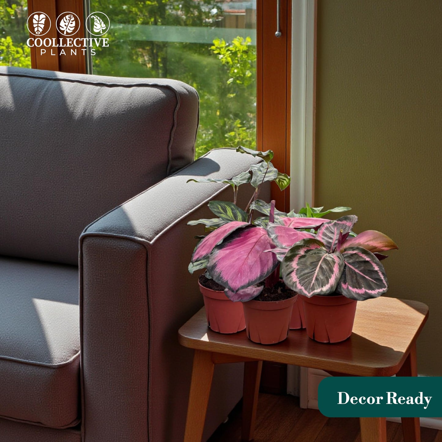 CoollectivePlants Calathea Assorted - Live Calathea Plants in 4 Growers Pots (6 Pack)