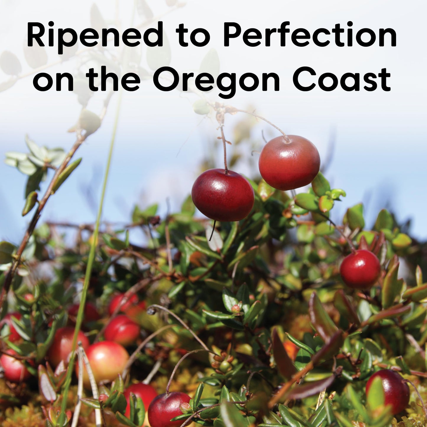 Wilderness Poets, Oregon Cranberries (Sweetened With Apples) - Dried Cranberries Infused With Unsweetened Apple Juice - 2 Pound