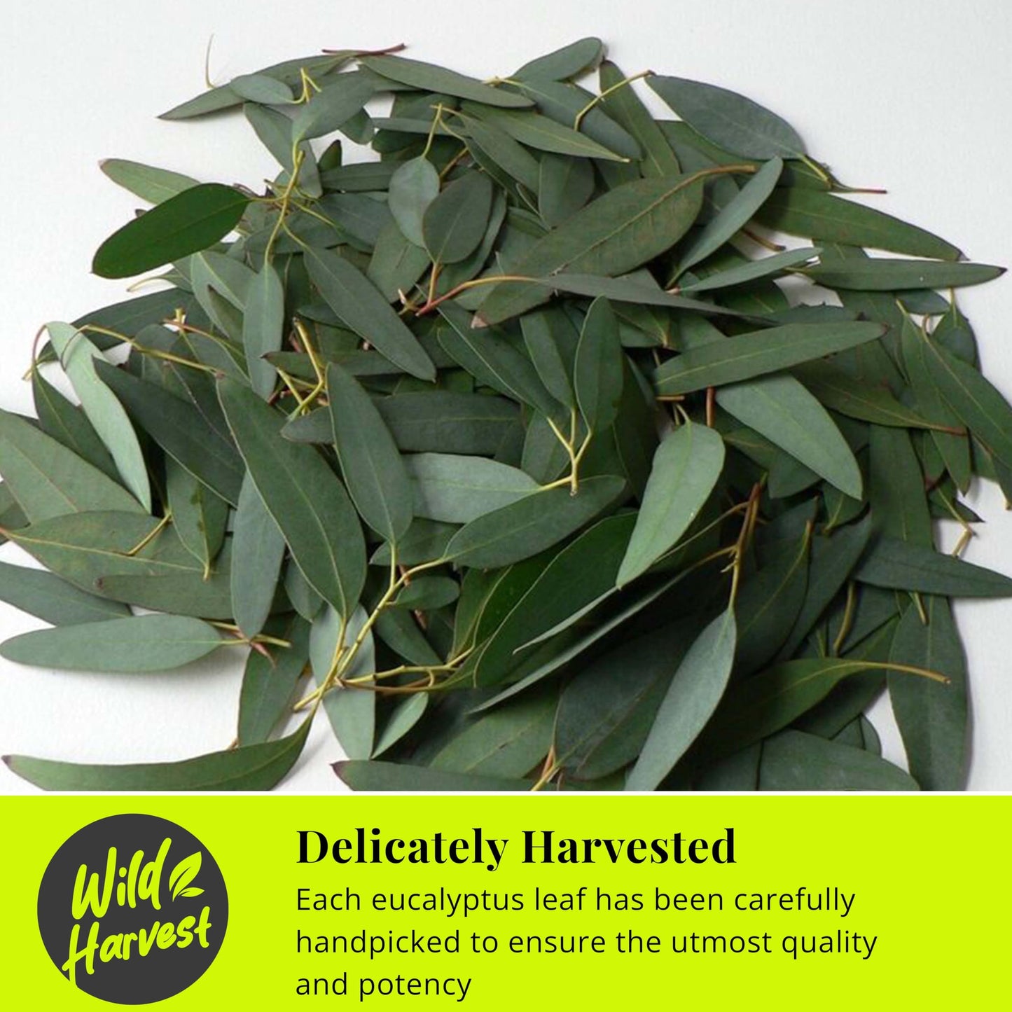 Akshit Eucalyptus Leaves Whole - Natural Dried Leaves for Herbal Tea, Caffeine Free, 7.8oz, Non-GMO, Mint Color, Pack of 3