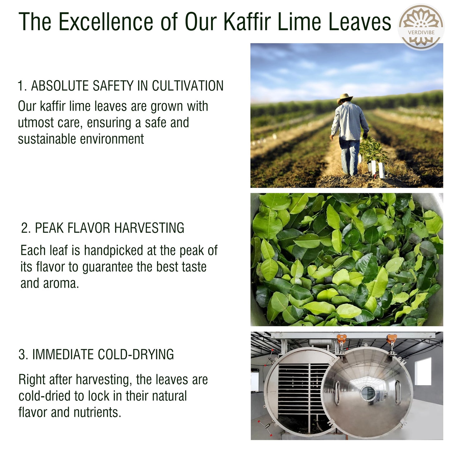 Premium Dried Kaffir Lime Leaves - 0.74 Oz (21G) Pack For Authentic Thai Flavor (B)