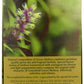 Greenfield Green Melissa Green Tea Collection Finely Selected Speciality Tea 100 Double Chamber Teabags With Tags In Foil Sachets