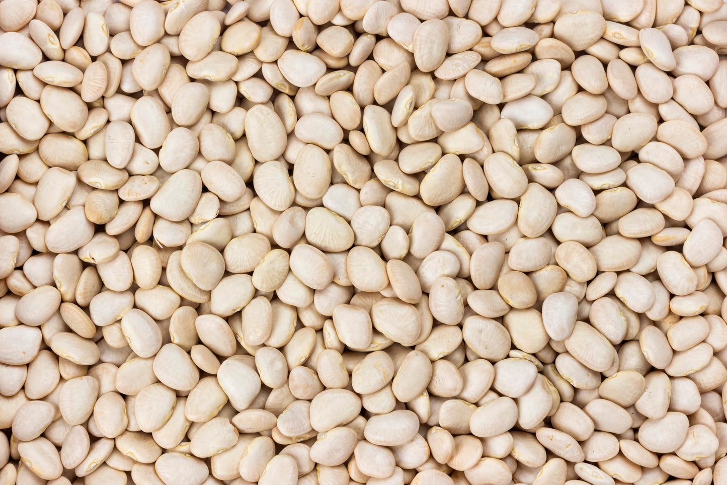 Fresh Cannellini Bean By RawJoy | Organic Fresh Cannellini Beans Bulk, 10 Pound (Pack of 1)
