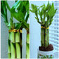 Lucky Bamboo 6 Plants 8 Inches Each, Free Butterfly Stake, Gift, Feng Shui, Indoor Plant, Bring Good Luck To Your Home, Perennia