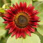 Eden Brothers Sunflower Seeds - Chocolate