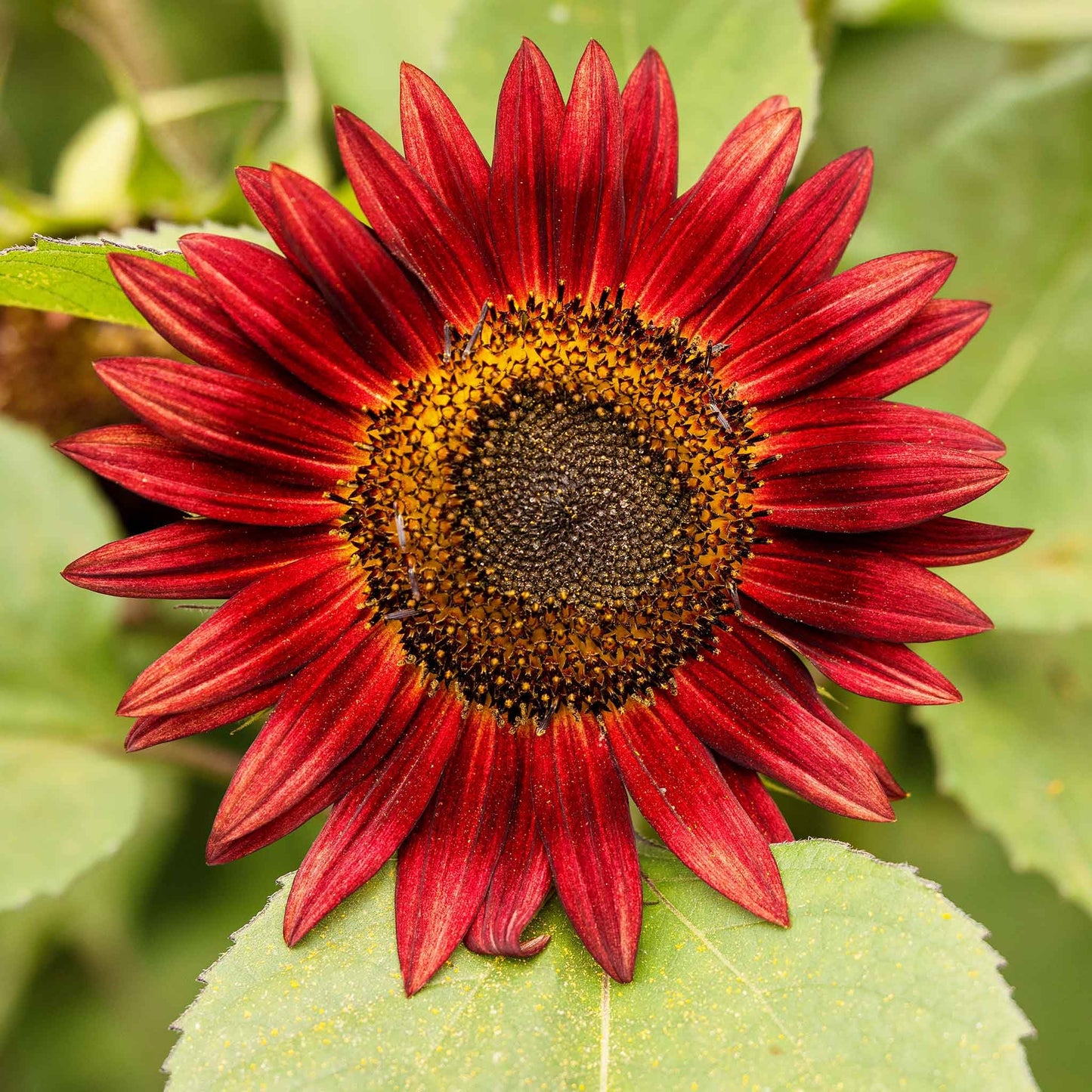 Eden Brothers Sunflower Seeds - Chocolate