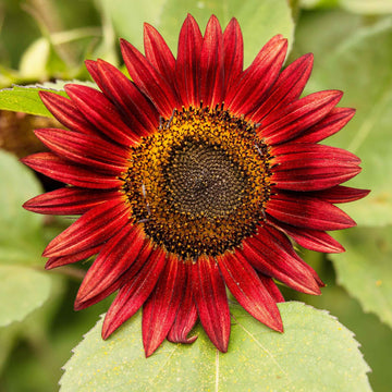Eden Brothers Sunflower Seeds - Chocolate