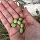 Th  A Premium Greek Extra Virgin Olive Oil (750Ml) I New Harvest 2023/2024 I Koroneiki Variety I First Cold Pressed I Low Acidit