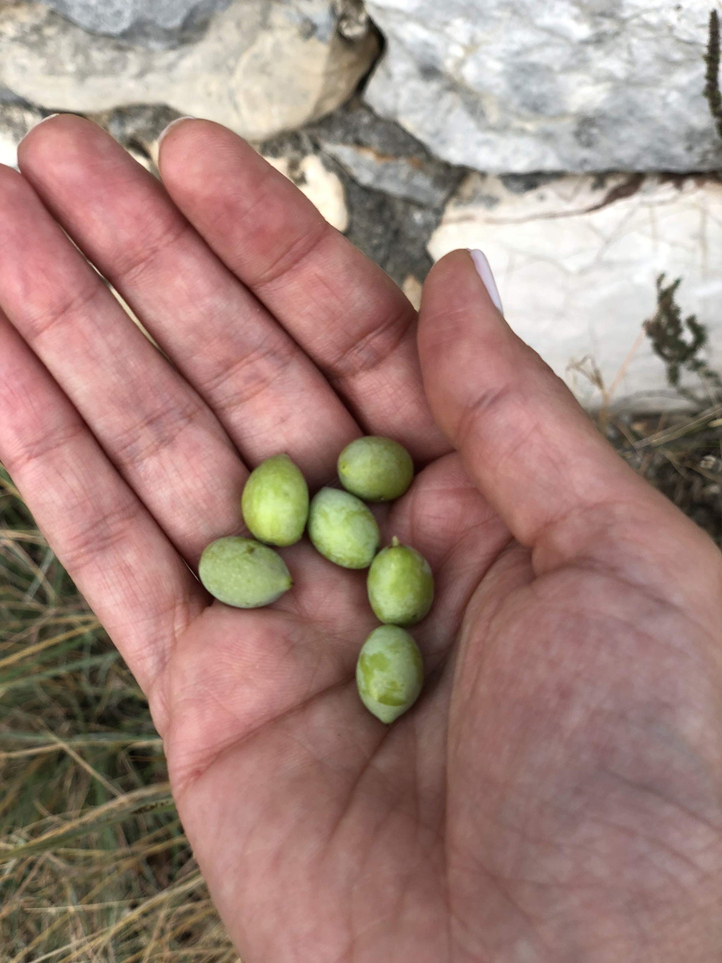 Th  A Premium Greek Extra Virgin Olive Oil (750Ml) I New Harvest 2023/2024 I Koroneiki Variety I First Cold Pressed I Low Acidit