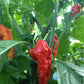 Wicked Tickle 10 Whole Ghost Pepper Dried Intact Seed Pods Plus 2 Free, Super Hot