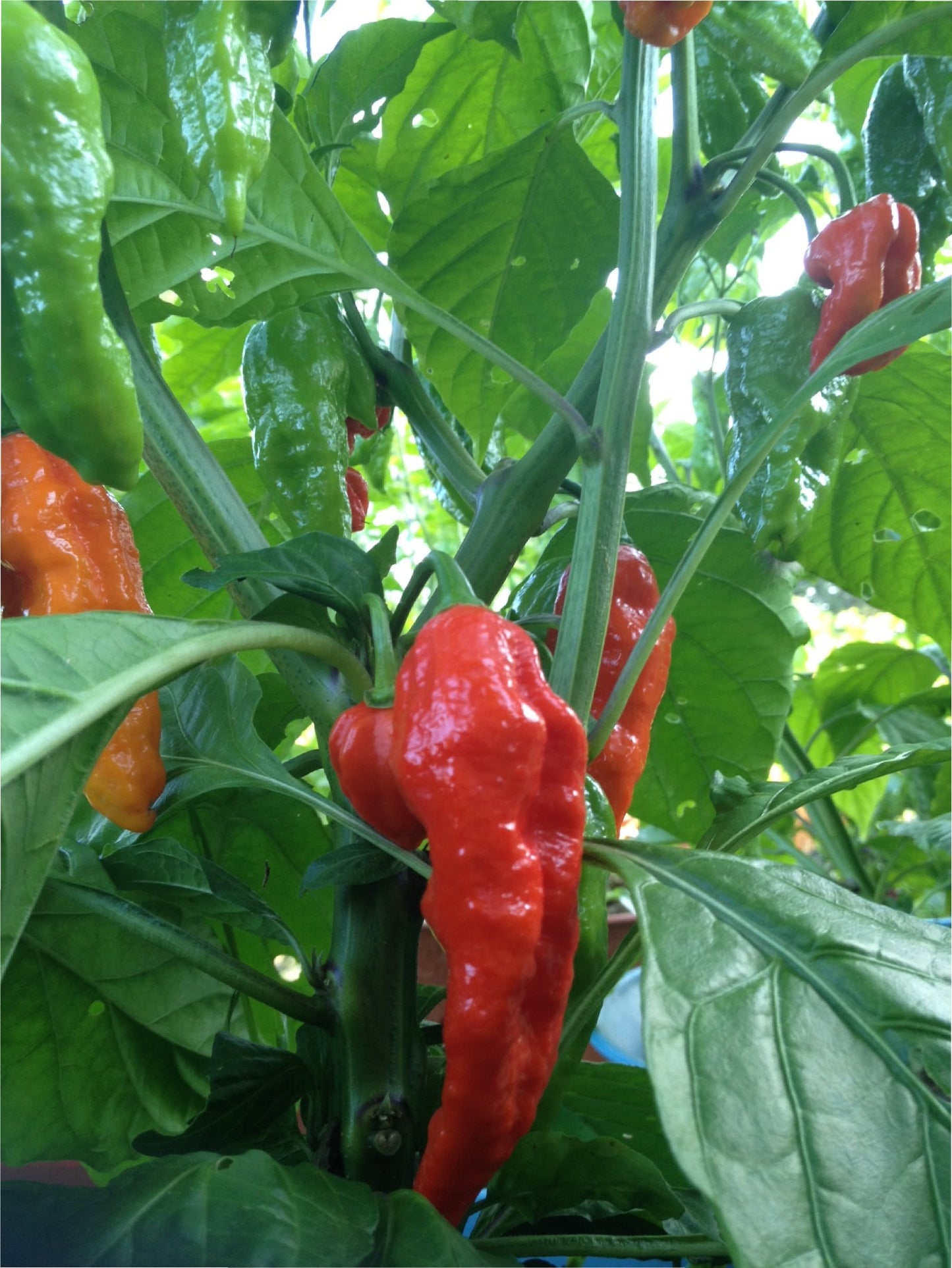 Wicked Tickle 10 Whole Ghost Pepper Dried Intact Seed Pods Plus 2 Free, Super Hot