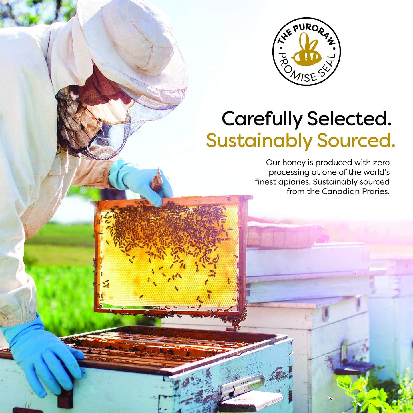 Raw Honey, 2.2 lb. White Honey, Raw Unfiltered Honey, Pure Honey, Natural Honey Raw Unfiltered, White Raw Honey from the Canadia