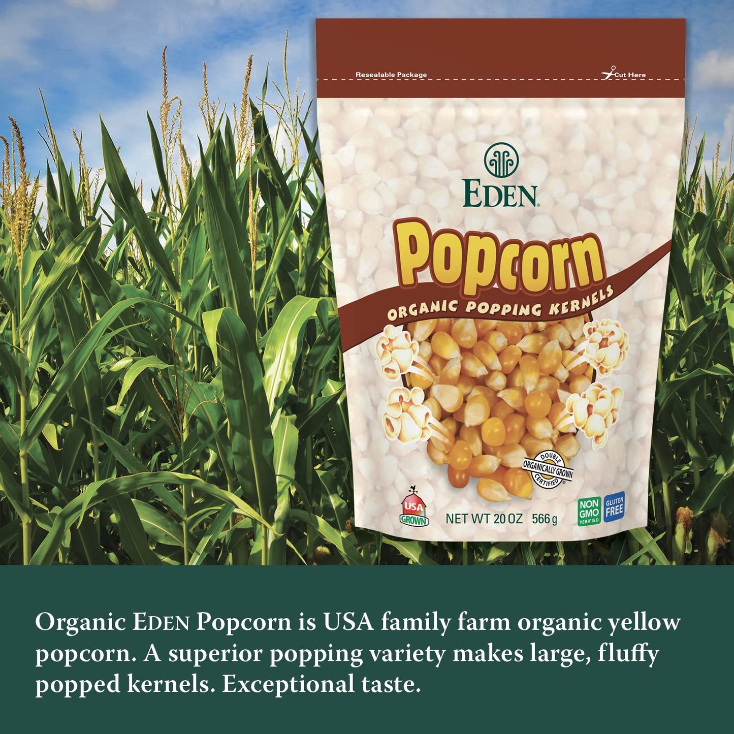 One 20 oz Eden Foods Organic Popcorn Kernels
