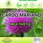 Cardo Mariano Herb Tea | Vegan | 100% Pure & Natural Cardo Marin - Milk Thistle Loose Tea 4oz (113g)
