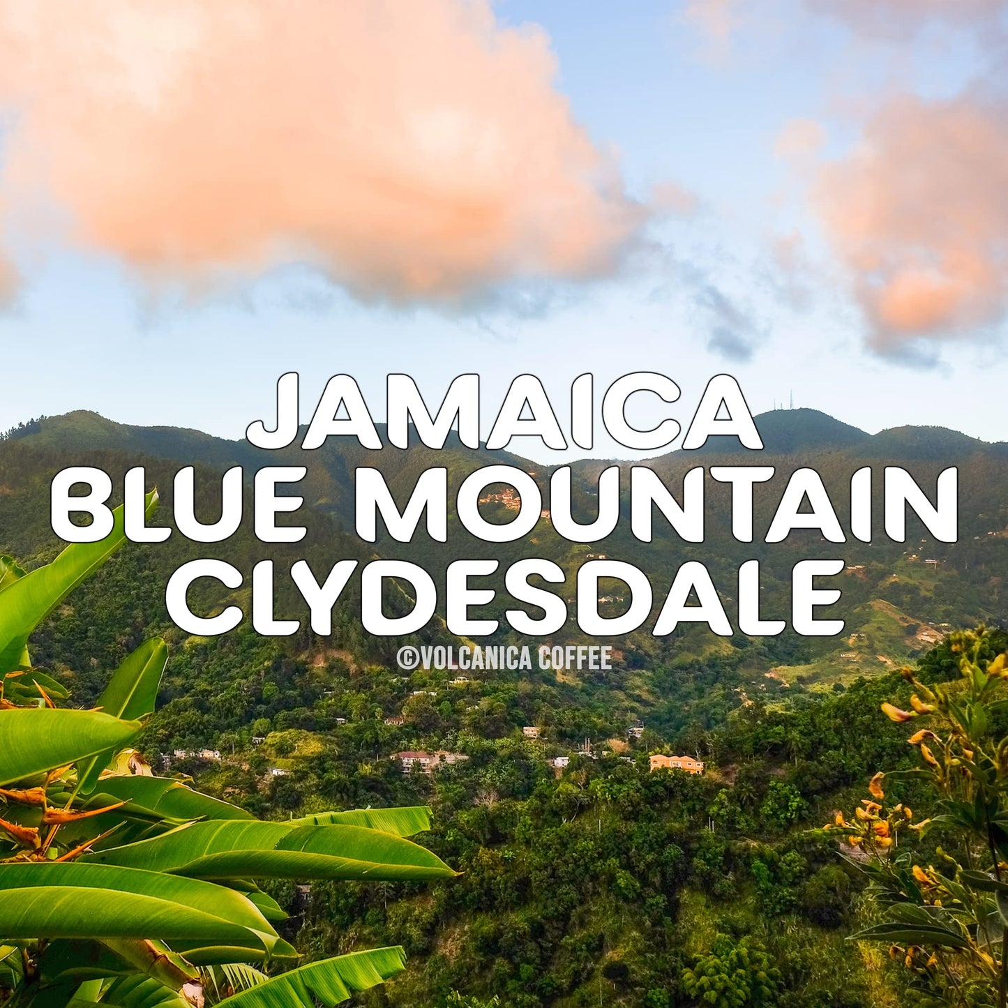 Jamaican Blue Mountain Coffee, 100% Pure, Whole Bean, Fresh Roasted, 5 Lbs