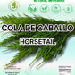 Cola de Caballo Herbal Tea - 4 oz (113 g) - 100% Natural Horsetail Loose Leaf Tea (Shave Grass) - Traditional Mexican Remedy - Caffeine-Free  Vegan  Non-GMO  Gluten-Free - by BexpertsUSA