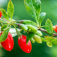FGO Organic Goji Berries, Large & Chewy, from Ningxia, 16oz, Packaging May Vary (Pack of 1)