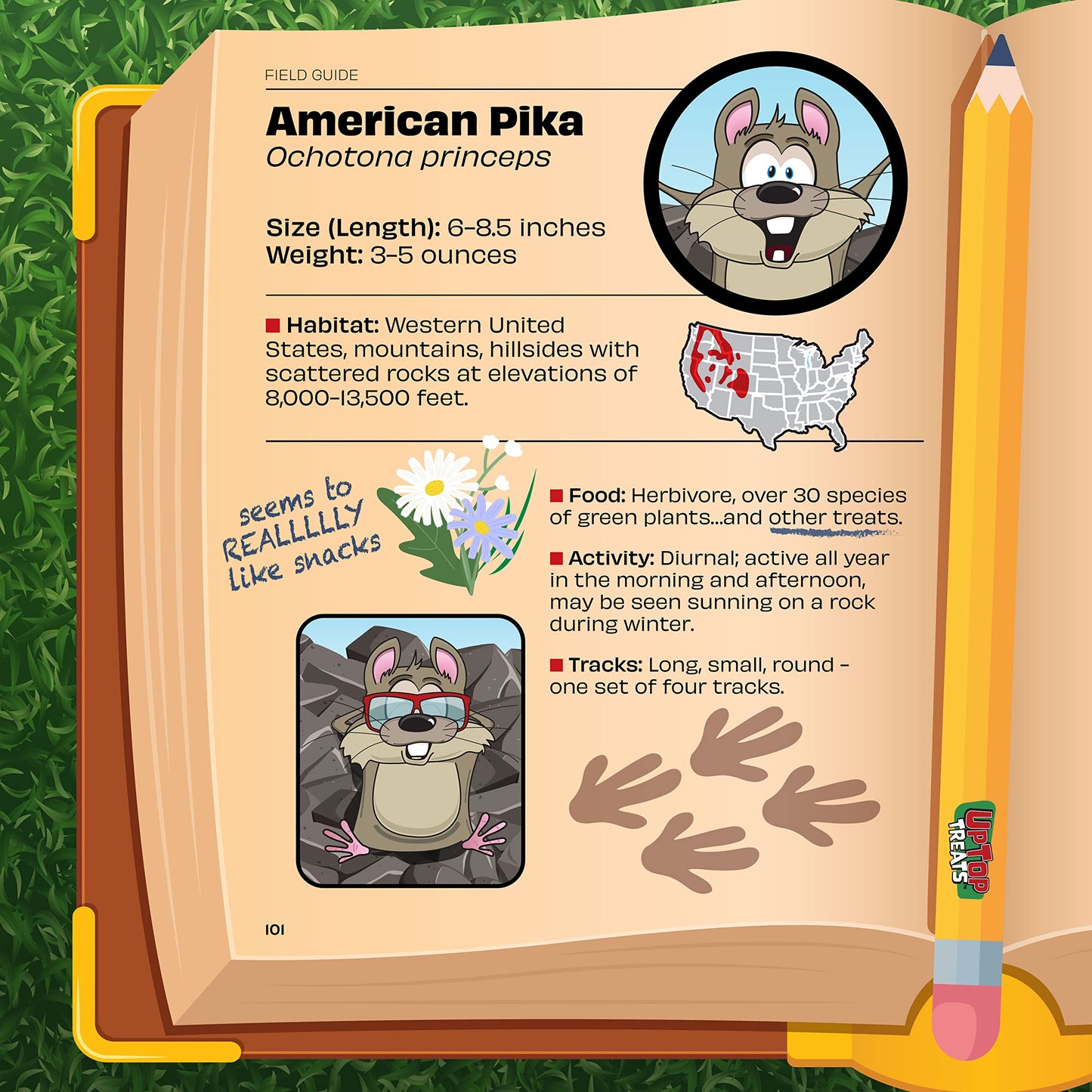 Banana - Salt Water Taffy - 16Oz | Gourmet Old-Fashioned Candy, Old Fashioned Delicious Chewy Candy, Gluten Free - Made In The U