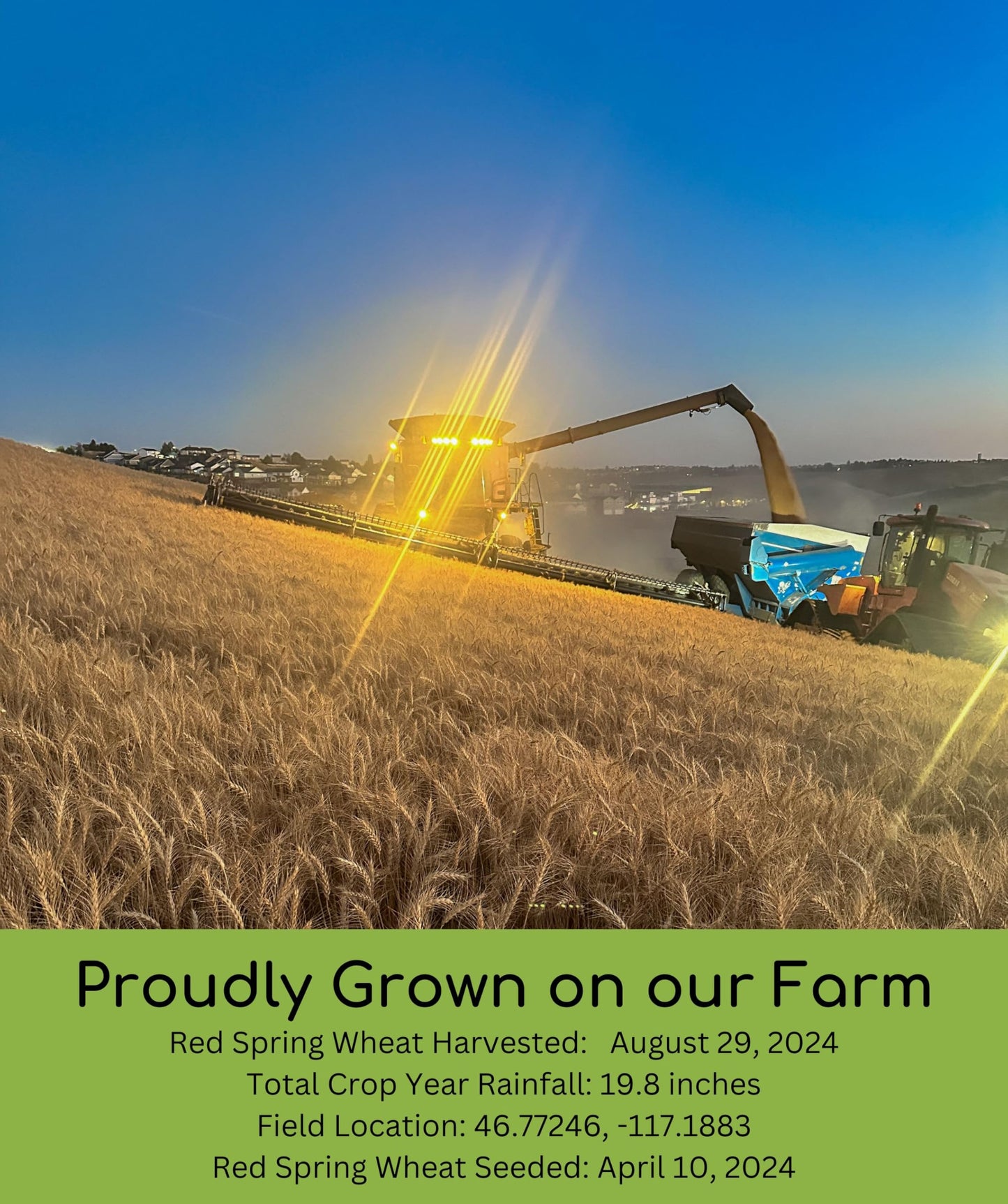 Certified Glyphosate Residue Free Hard White Wheat, Soft White Wheat, And Hard Red Spring Wheat | 9 Lbs | Non-Gmo Project Verifi