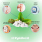 Xyloburst Gum | Xylitol Chewing Gum | Sugar Free, Gluten Free, Keto Friendly | Aspartame Free Gum For Oral Health | Green Tea |