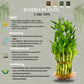 Live Two Tier Lucky Bamboo Plant - Bundle of 15 Stalks - Easy to Grow, Air Purifying, Live Indoor Houseplants Flowers for Home O