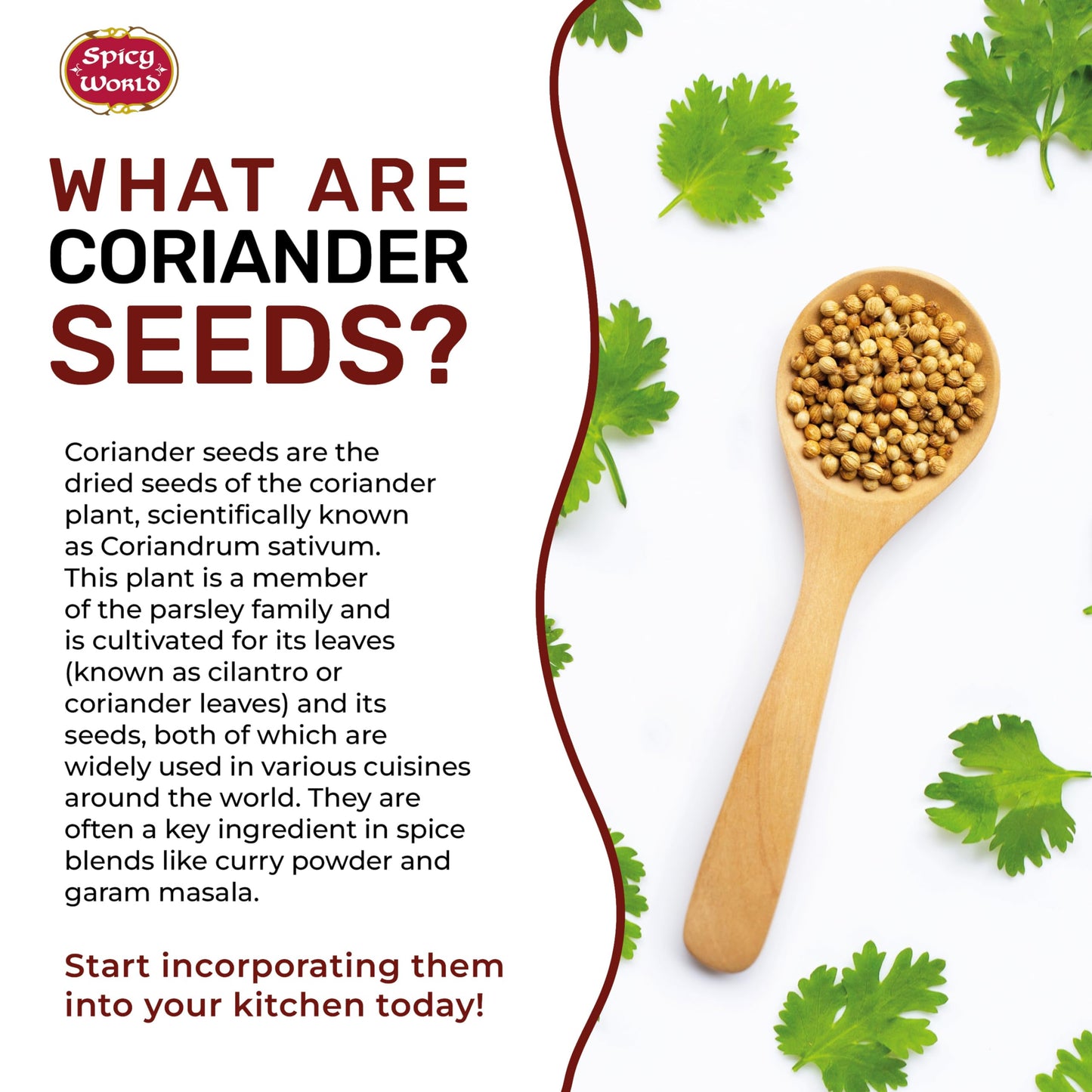 Spicy World Coriander Seeds 5 Pounds Bulk - Pure Indian Spice