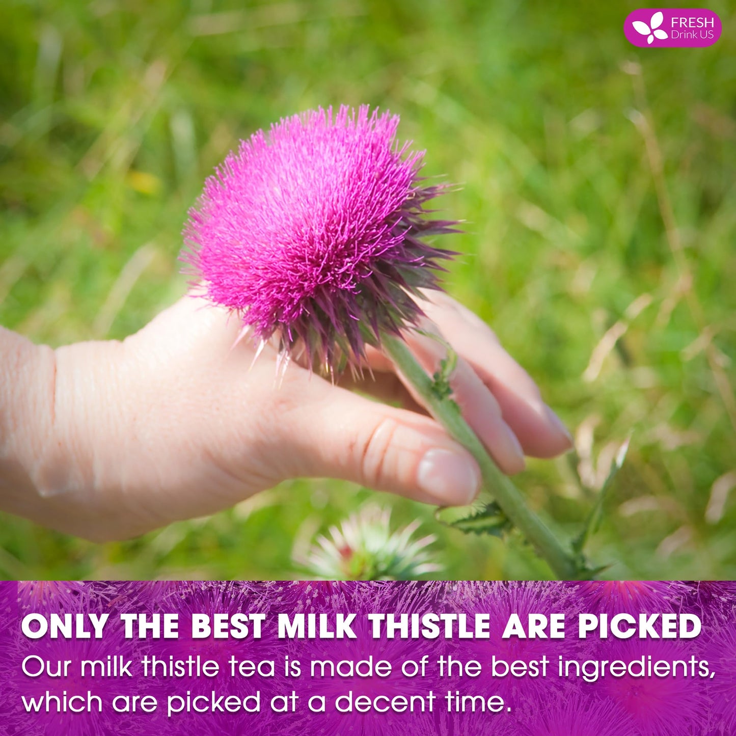 FRESHDRINKUS Premium Milk Thistle Herbal Tea - 205 Natural Tea Bags, Vegan, Sugar-Free, Caffeine-Free, Gluten-Free