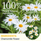 Chamomile Tea Bags  Chamomile Flower Herbal Tea - Sugar-Free  Caffeine-Free  50 Teabags
