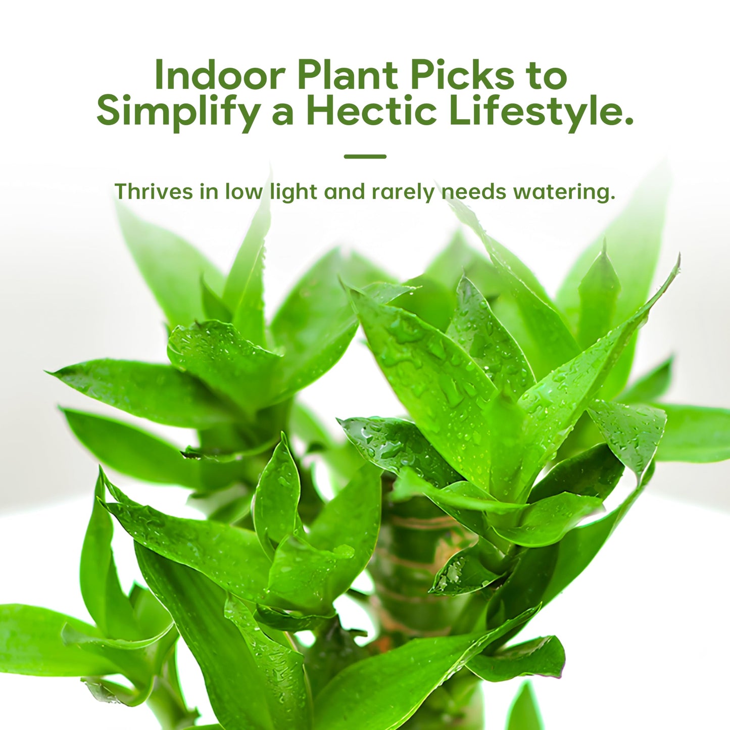 3 Stalks Lucky Bamboo Plants Indoor Live - Multi-Height Set (2x6 & 1x8   ) for Good Luck & Prosperity - Easy Care Houseplant, Ho