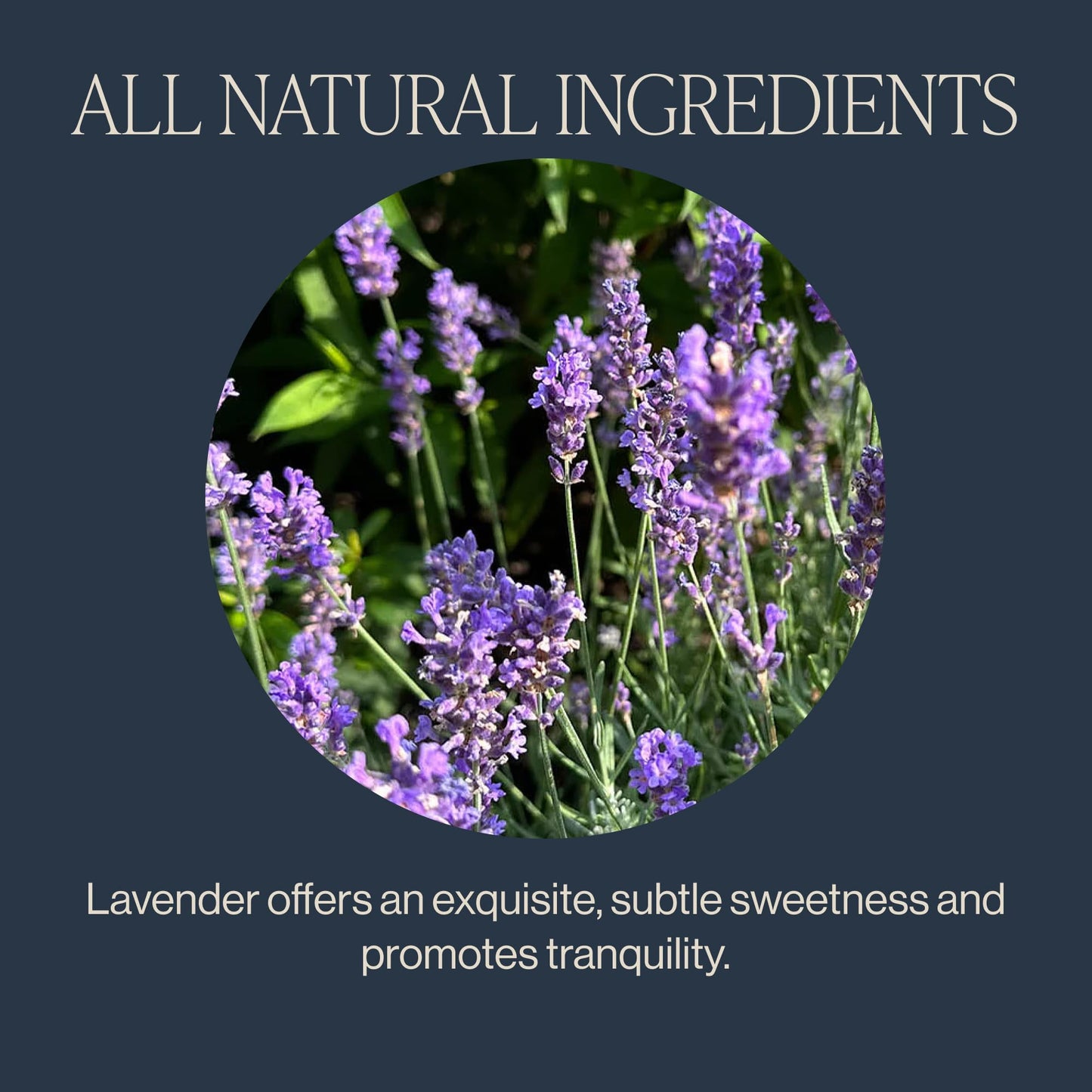 Rishi Tea Lavender Mint Herbal Tea - Organic, Caffeine Free - 15 Sachet Bags - Calming Lavender with Peppermint & Sage