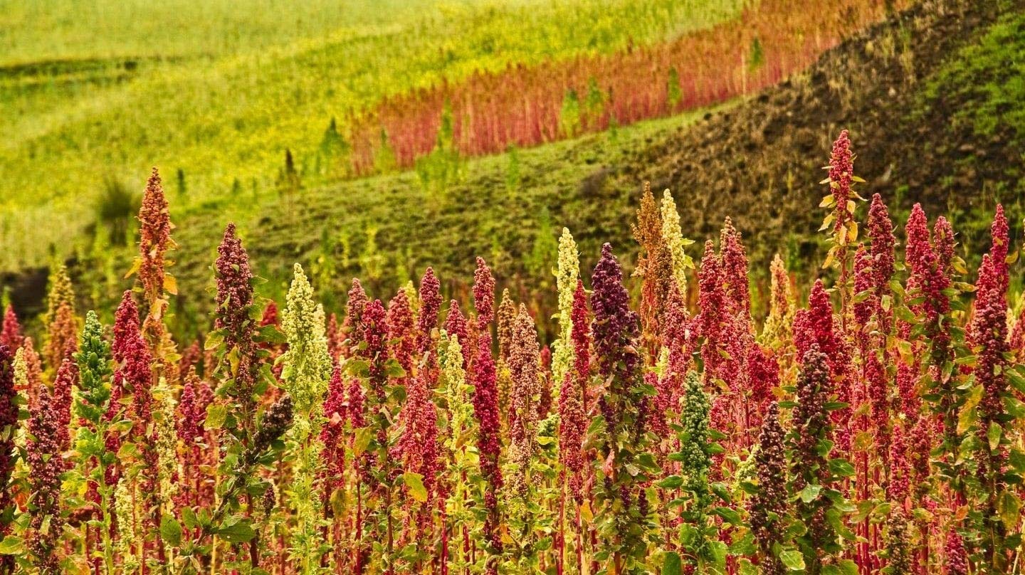 Food to Live - Organic Red Quinoa, 3 Pounds Non-GMO, Whole Grain, Kosher, Vegan, Sirtfood, Bulk. Rich in Essential Amino Acids,