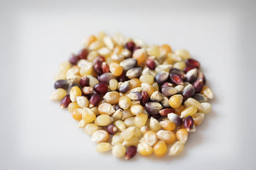 Amish Country Popcorn | 24-4 Oz Bags - Rainbow Kernels | Old Fashioned, Non-GMO and Gluten Free