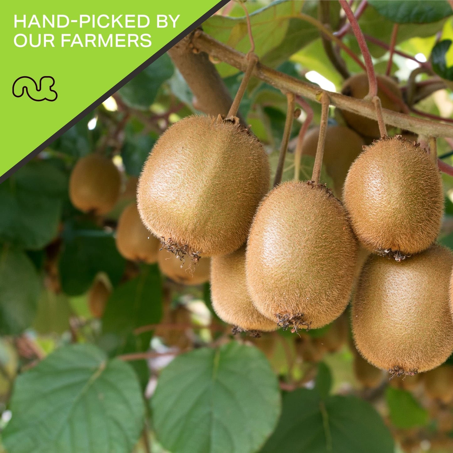 NUT CRAVINGS - Sun Dried Kiwi Slices, Lightly Sweetened (16oz, 1 LB) Bulk Dry Fruits Packed Fresh in Resealable Bag - Sweet Heal