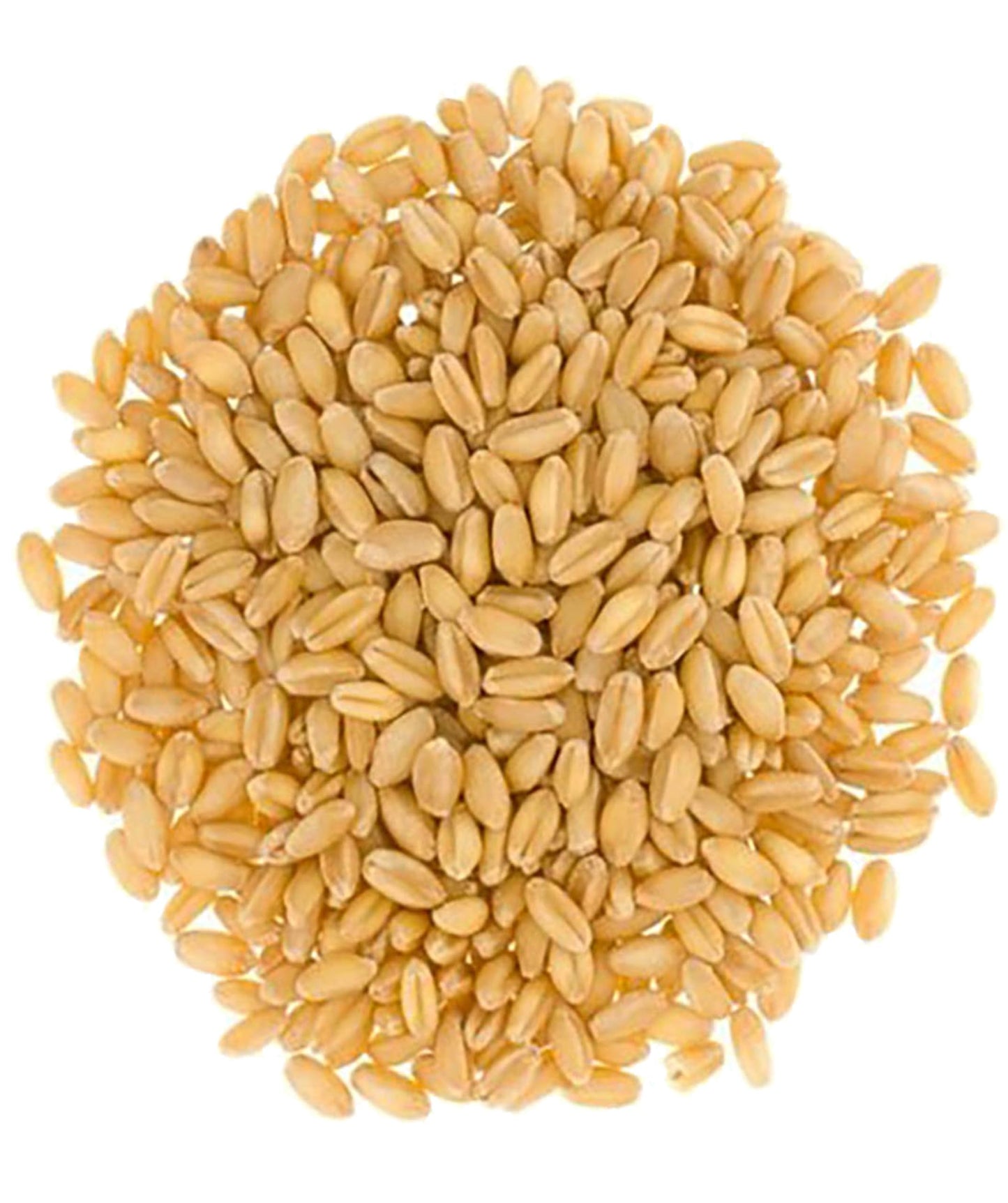 Hard White Wheat Berries | 25 Lbs | Family Farmed In Washington State | 100% Desiccant Free | Sproutable | Non-Gmo Project Verif